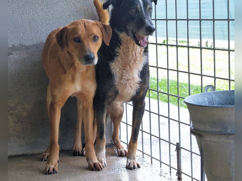 Idalee - Die Wunde namens Zeit