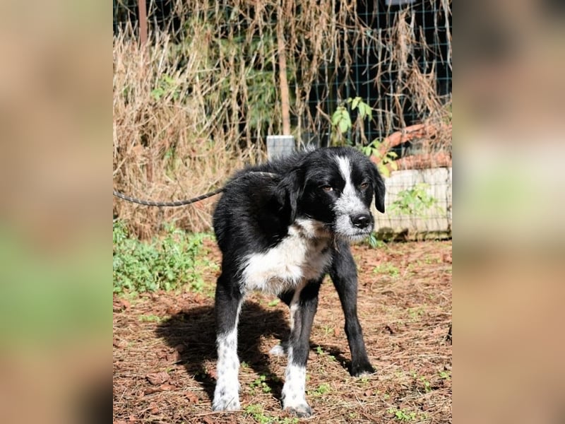 Dino - Gentleman auf Irrwegen