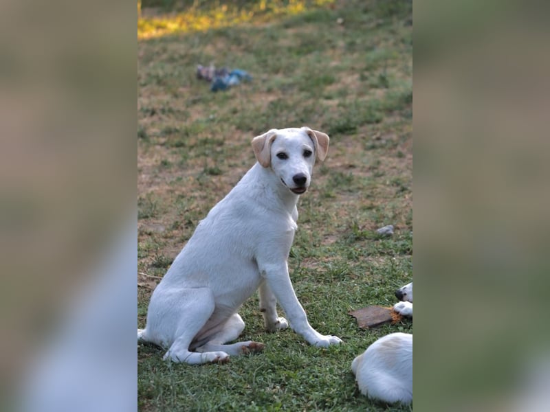 Haru - sagt"Hi!"-