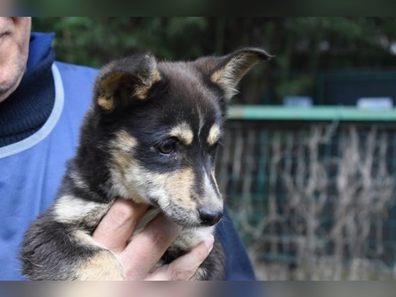 Vionella - Kuckuck...hallo...sind da draußen Menschen?