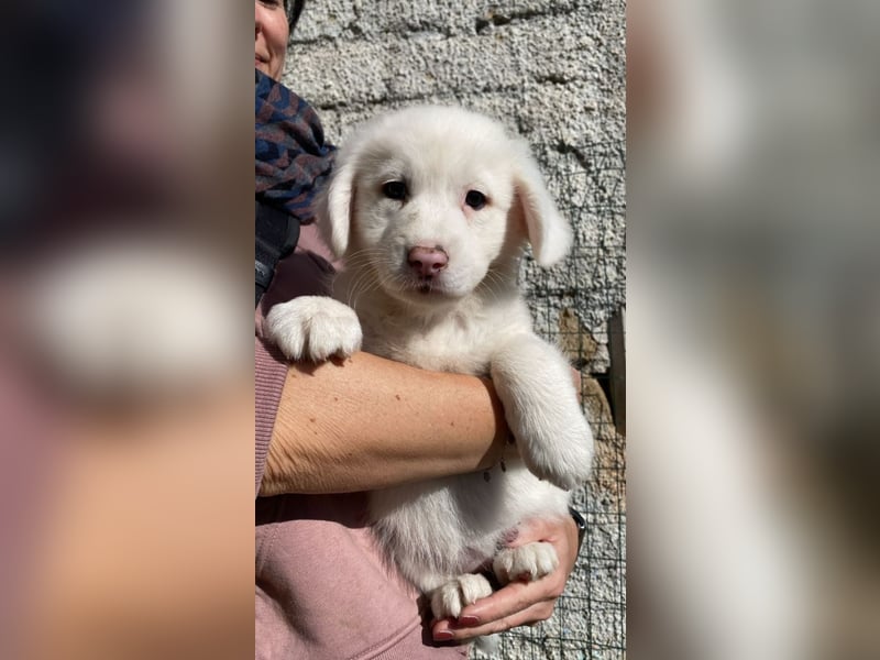 Ina - (Dringend Pflegestelle oder Zuhause gesucht) Neunmal werden wir noch wach...