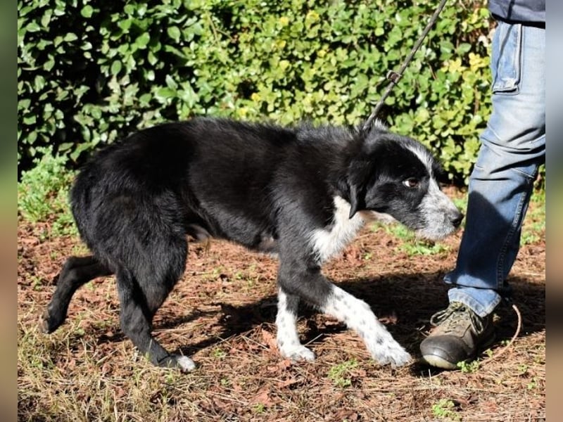 Dino - Gentleman auf Irrwegen