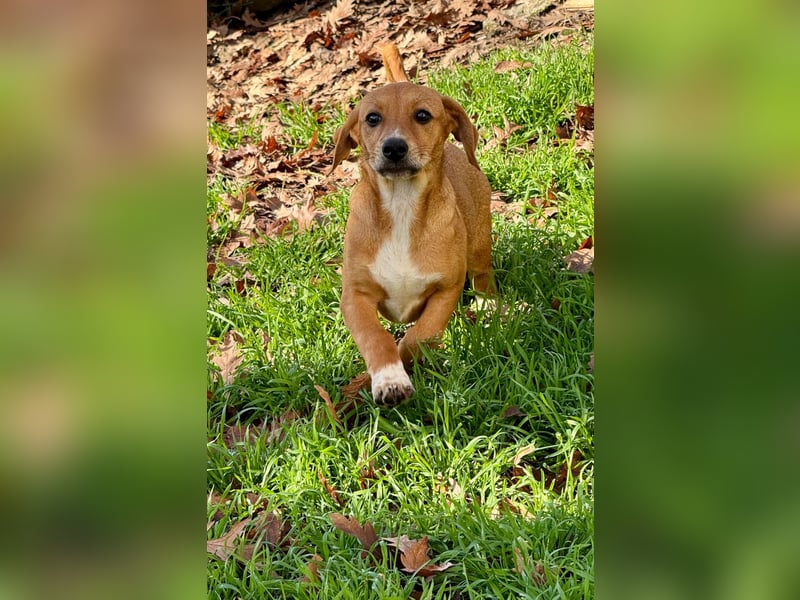 Sandorah - (Dringend Pflegestelle oder Zuhause gesucht) Wo darf ich ankommen?