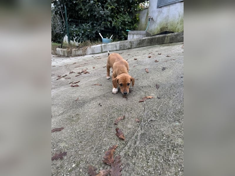 Sandorah - Rehbraunes Stückchen Zucker