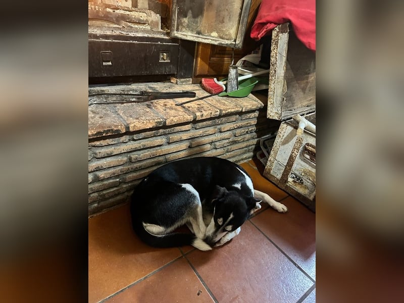 Nikita - Still, übersehen und dabei so besonders