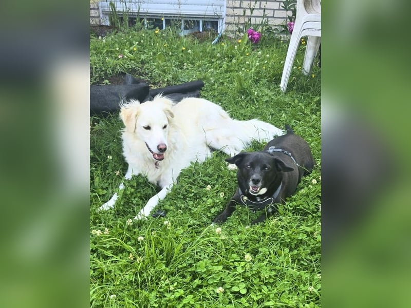 Nikulas - Hallo neues Glück!