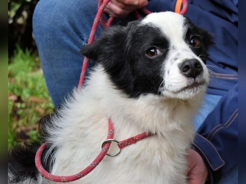 Crix - Hat seine Fledermausohren auf Empfang