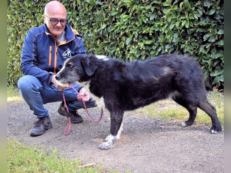 Dino - Gentleman auf Irrwegen