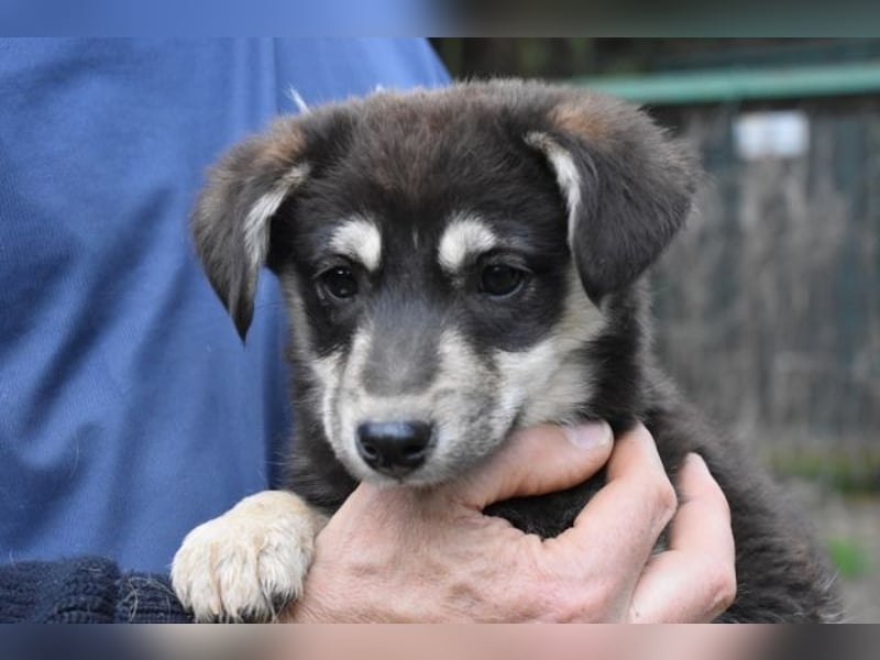 Vistella - Kuckuck...hallo...sind da draußen Menschen?