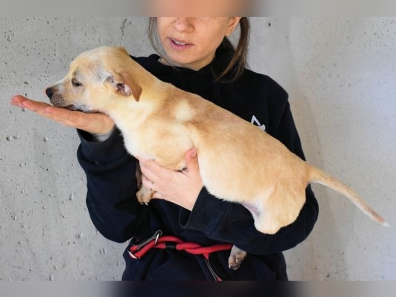 Sniffy - ...und Sirette halten zusammen