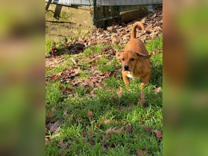 Sandorah - (Dringend Pflegestelle oder Zuhause gesucht) Wo darf ich ankommen?