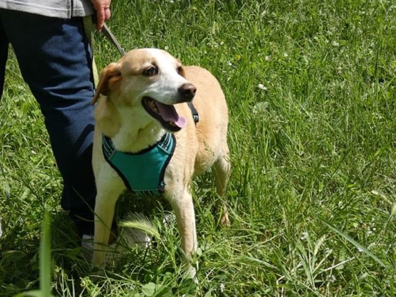 Chucky - NOTFALL - armes kleines Häschen