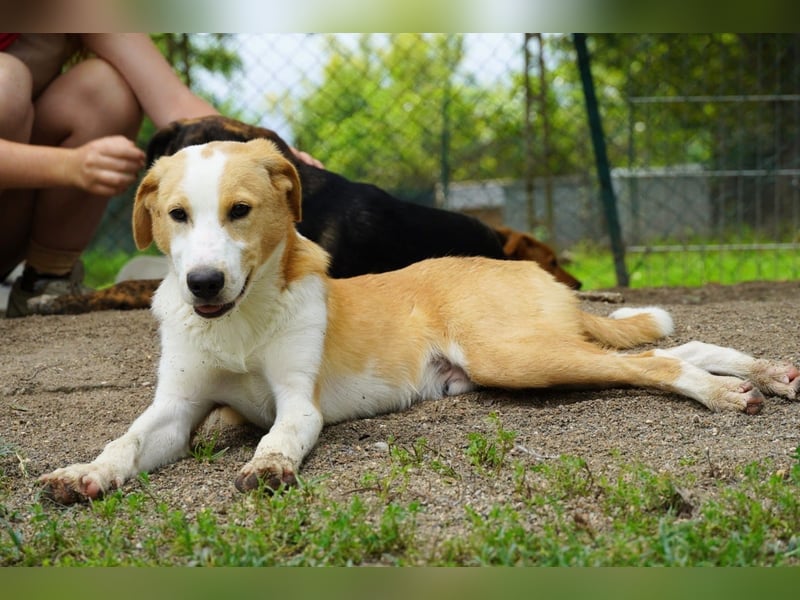 Wurstel - Die leise Hoffnung, dass etwas Besseres kommt