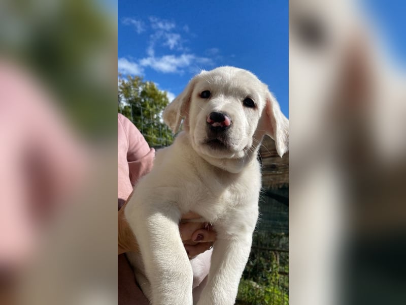 Ivo - (Dringend Pflegestelle oder Zuhause gesucht) Neunmal werden wir noch wach...