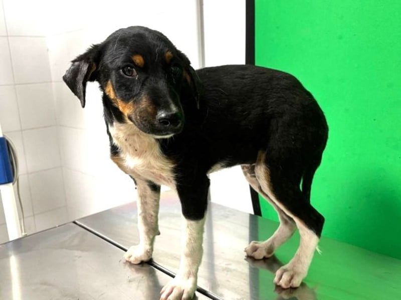 Zelia - Menschen zum Lachen bringen, das ist der Plan