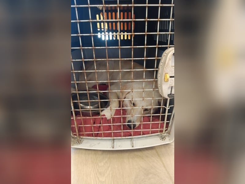Maja - (Dringend Zuhause oder Pflegestelle gesucht) Wer kennt nicht die Biene Maja?