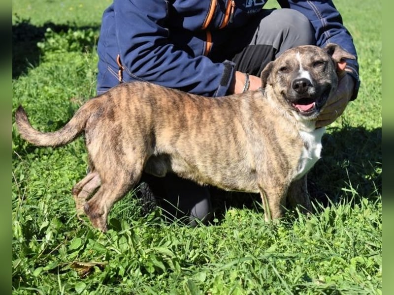 Dachsy - liebt ihn denn gar niemand?