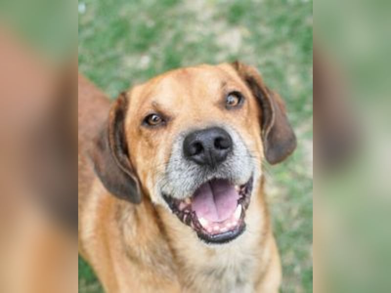 Houdini - Sind Sie Houdinis Houdini?