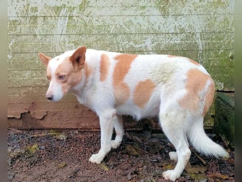 Shylyn - Es war einmal ...