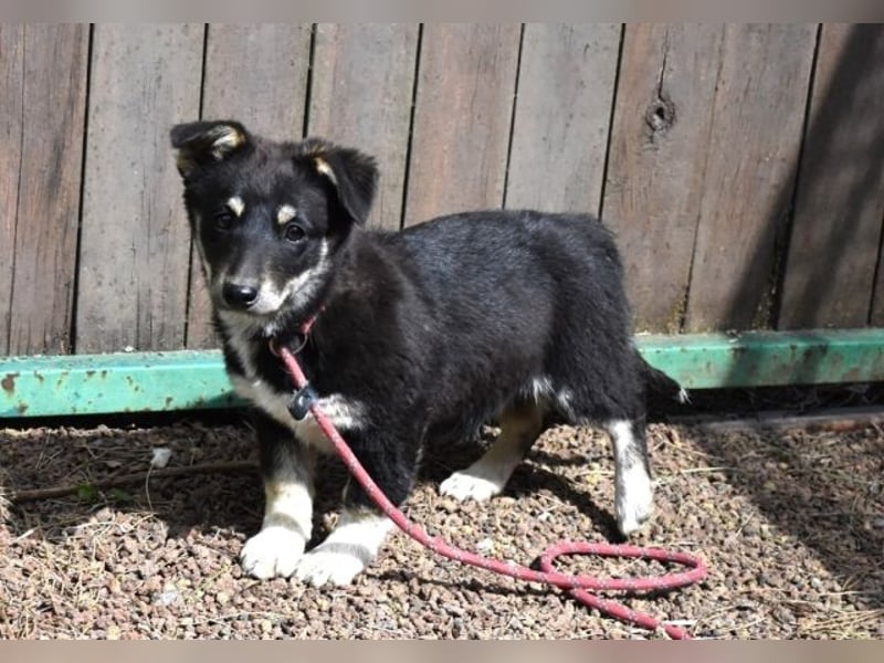 Vessilia - Kuckuck...hallo...sind da draußen Menschen?