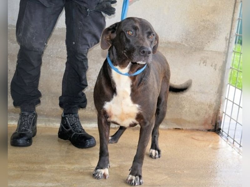 Perlyn - Charmante Ex-Sommerfigur mit Modelpotenzial