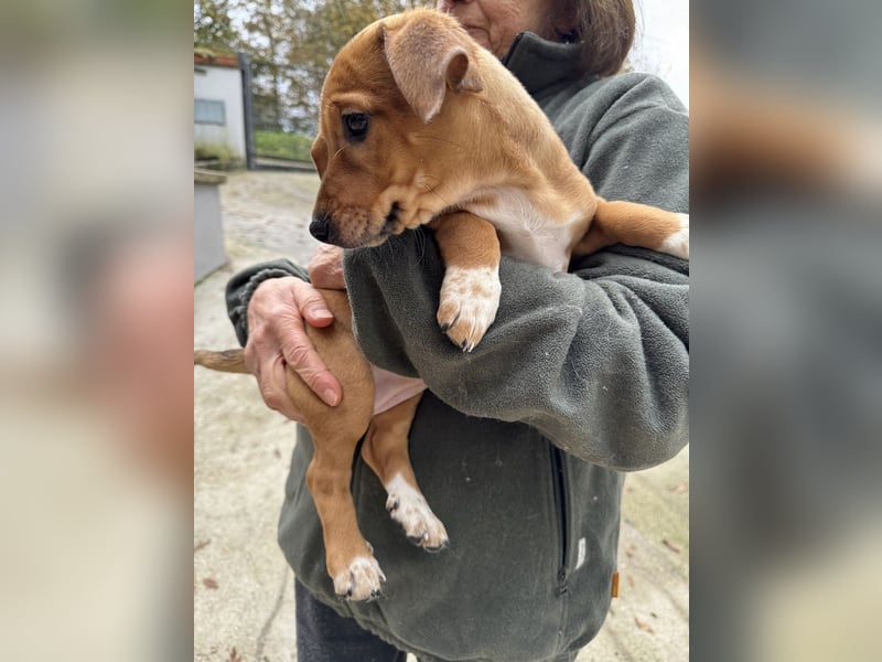 Sandorah - (Dringend Pflegestelle oder Zuhause gesucht) Wo darf ich ankommen?