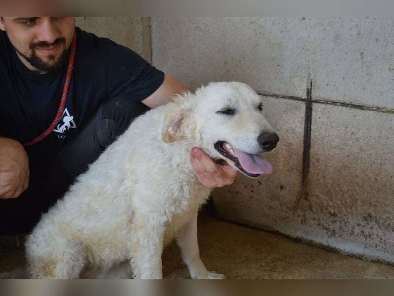 Adryelle - Lebensfreude auf vier Pfoten