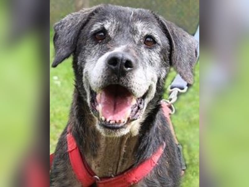 Gweni - SOS - Hoffnung auf ein Ende der Odyssee