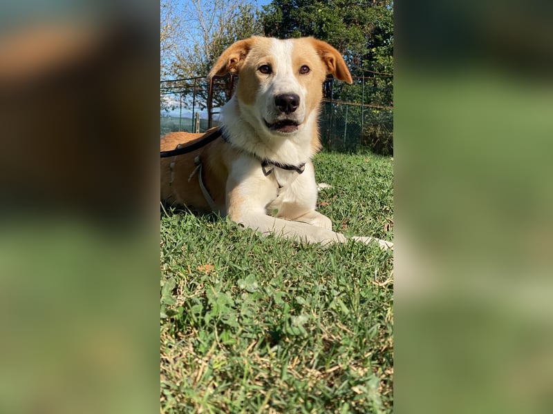 Wurstel - Die leise Hoffnung, dass etwas Besseres kommt