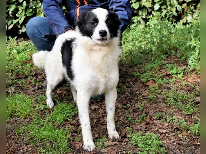 Crix - Hat seine Fledermausohren auf Empfang