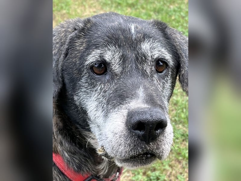 Gweni - SOS - Hoffnung auf ein Ende der Odyssee