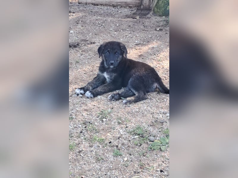 Lino - Der eifrige Beschützer