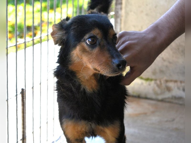 Grigor - Kleiner Angsthase sucht großes Verständnis