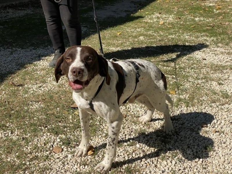 Sandro - Liebster Freigeist sucht Familie (gerne mit Kindern)