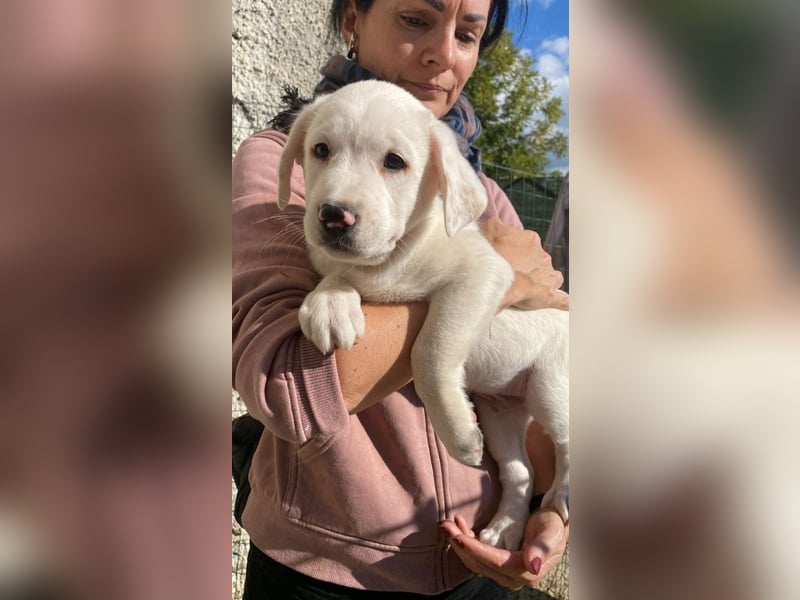 Ivo - (Dringend Pflegestelle oder Zuhause gesucht) Neunmal werden wir noch wach...