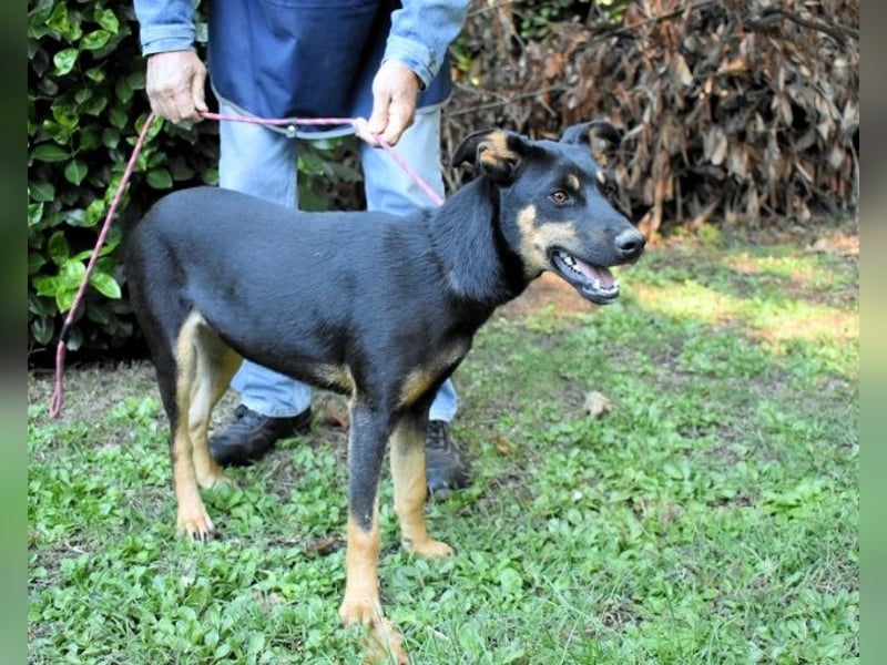 Djamica - fröhliche Junghündin mit offenem Herzen