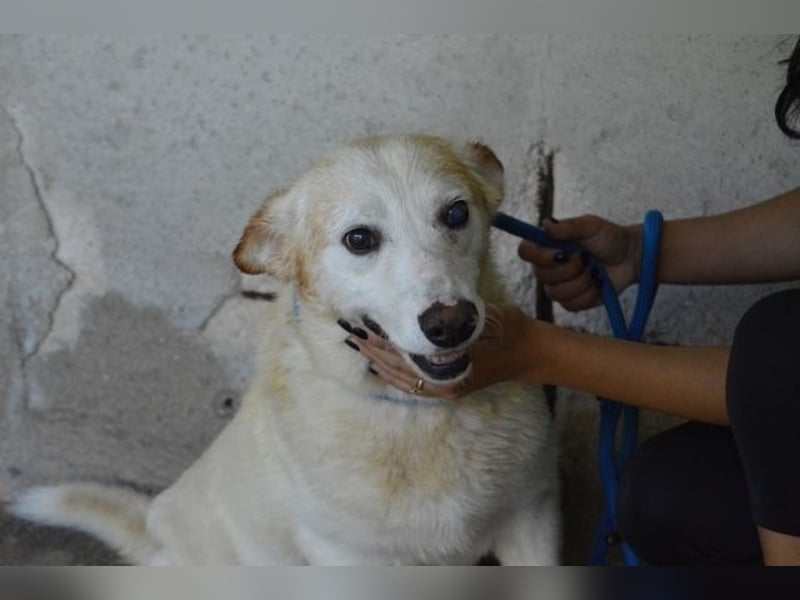 Darik - SOS- Der Rentner im falschen Wartezimmer