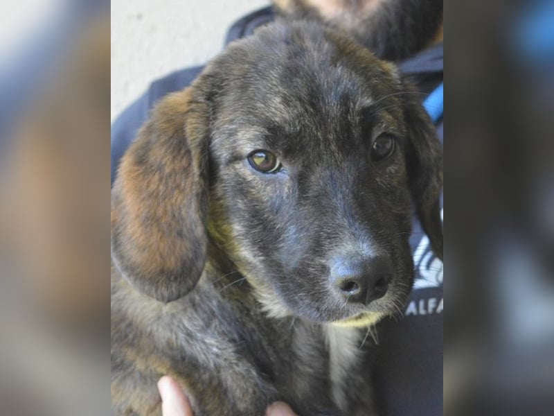 Glyrisse - zarter Hilferuf aus dem Hundegefängnis