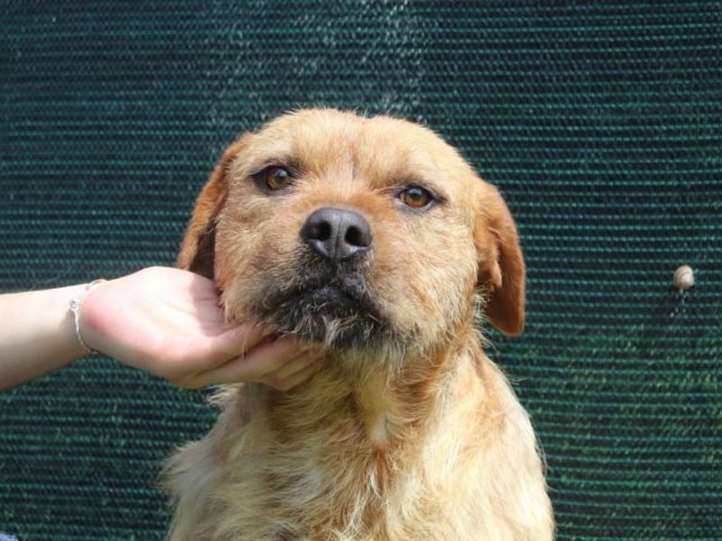 Icarus - Ein freundlicher Charmeur