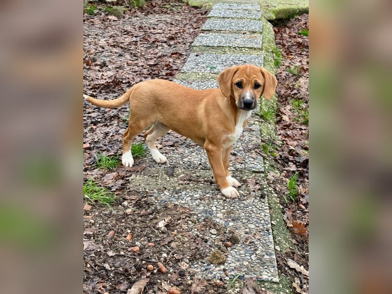 Salvina - (Dringend Pflegestelle oder Zuhause gesucht) wo darf ich ankommen?