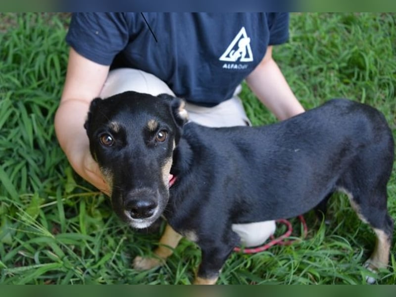 Damiana - ein schüchternes Hundemädchen sucht Sicherheit