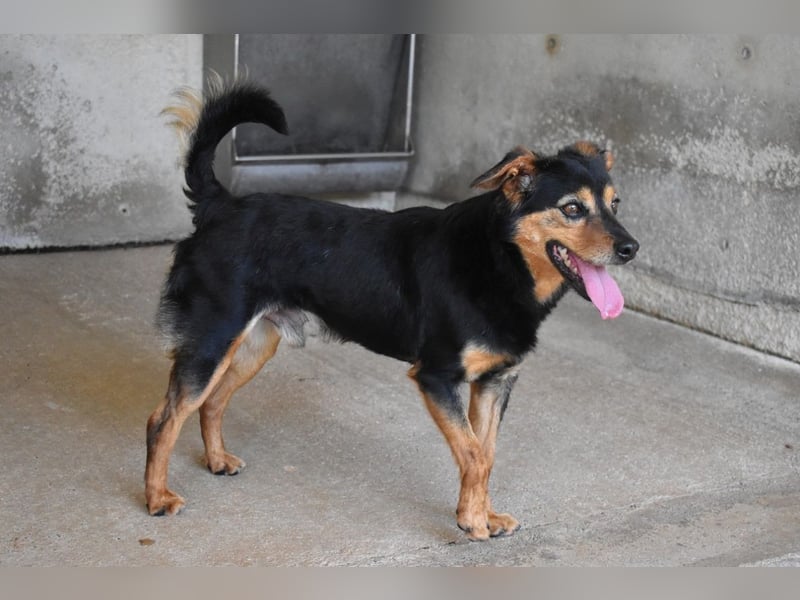 Grigor - Kleiner Angsthase sucht großes Verständnis