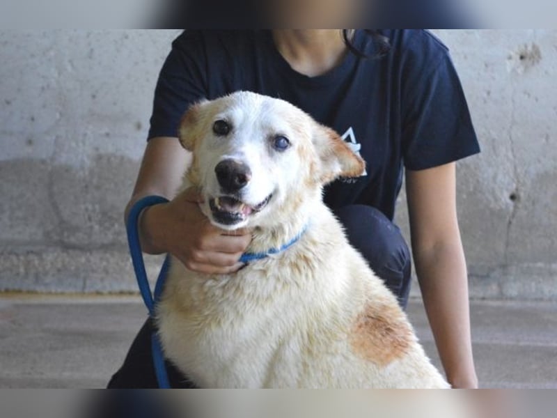 Darik - SOS- Der Rentner im falschen Wartezimmer