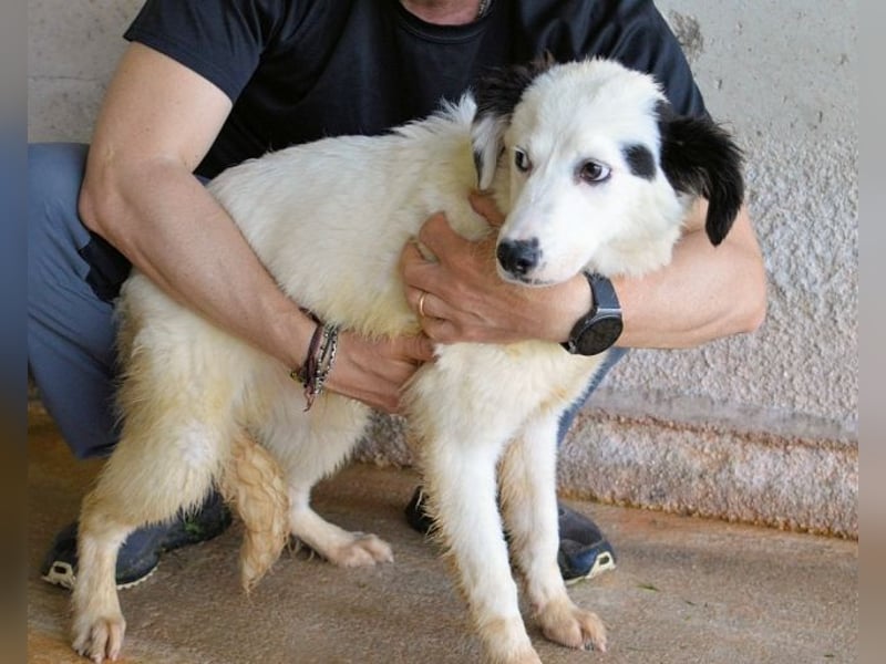 Rylando - Ein Anfang, der nie kam