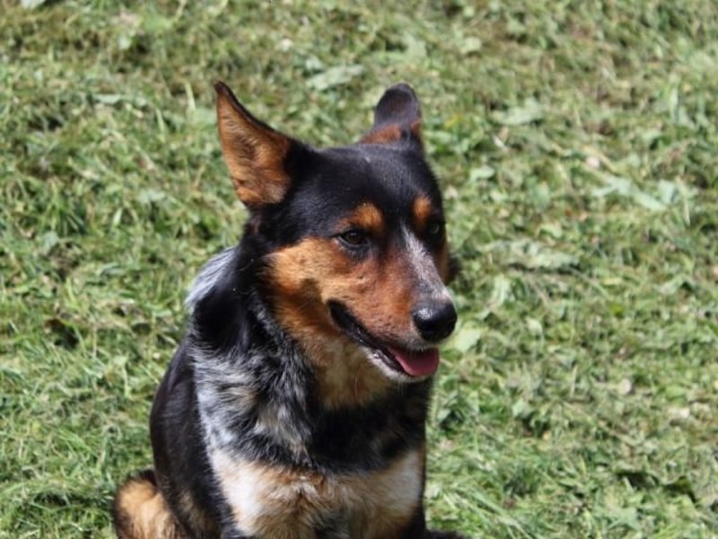 Parzifal - Ach, du heiliger Kauknochen ...!