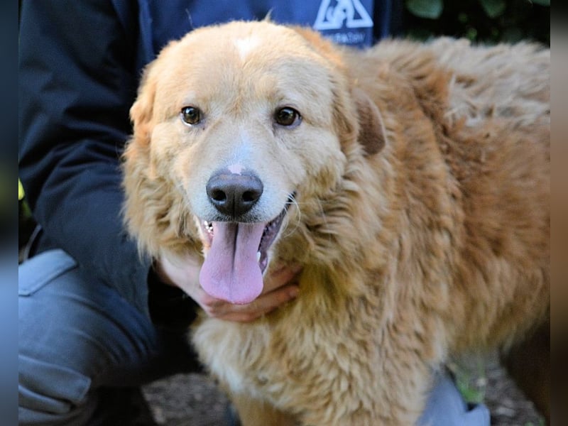 Gibble - Wie ein Wort, das auf der Zunge liegt ...