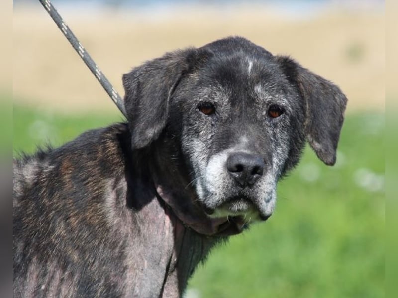 Gweni - SOS - Hoffnung auf ein Ende der Odyssee