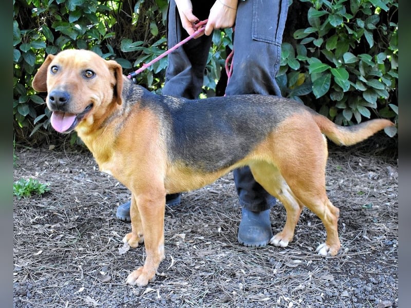 Linnea - Hauptsache ihr großes Herz passt in`s Körbchen