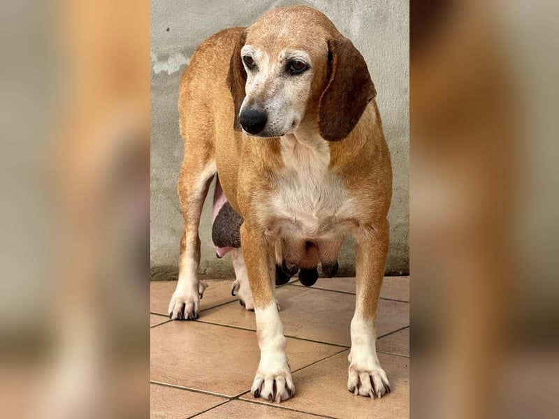 Silke - Streunerin möchte nach Hause