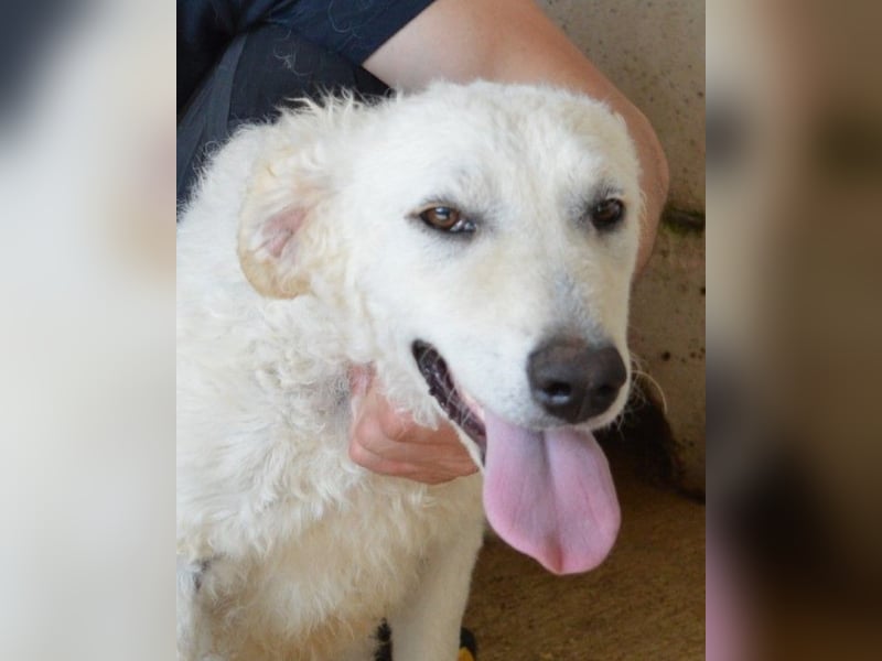 Adryelle - Lebensfreude auf vier Pfoten